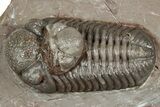Colorful Austerops Trilobite Fossil - Jorf, Morocco #328579-1
